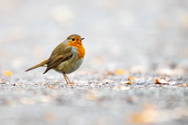 Free Robin European Robin photo and picture