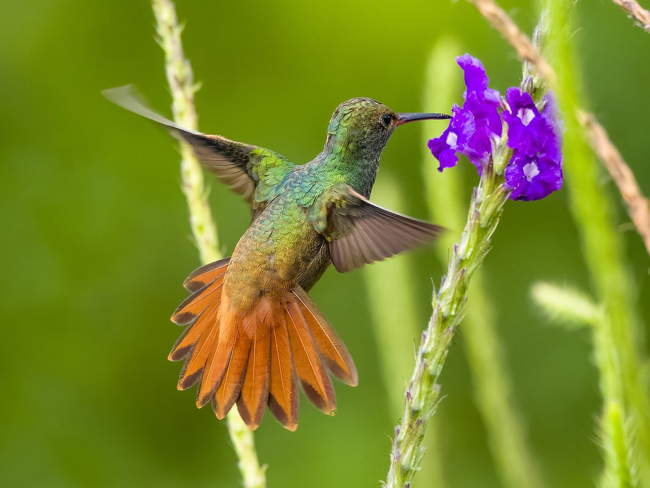 Costa Rica Humming Bird Colibri Photo Gratuite Sur Pixabay costa-rica-humming-bird-colibri-photo-gratuite-sur-pixabay