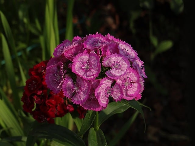 Free Sweet William Magenta Flowers photo and picture