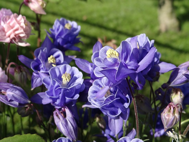 Free Blue Columbine Spring Flowers photo and picture
