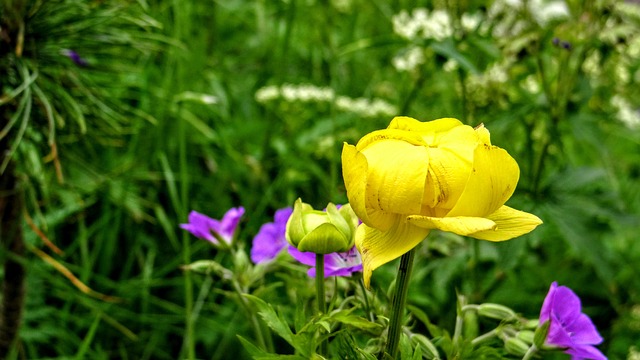 Free Spring Flowers Blooming photo and picture