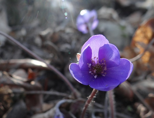 Free Purple Flower Wildflower photo and picture