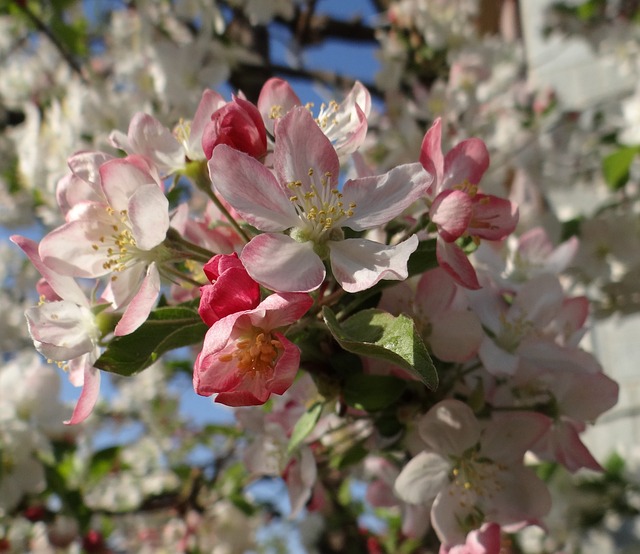 Free Wild Flowers Spring Bloom photo and picture