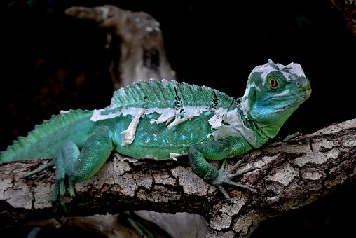 Free Lizard Green Basil photo and picture