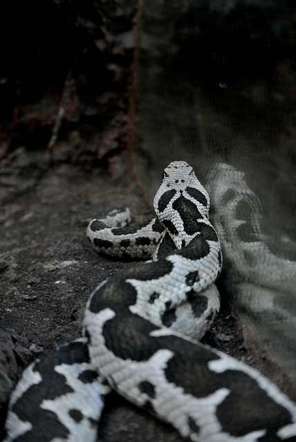 Free Snake Black photo and picture