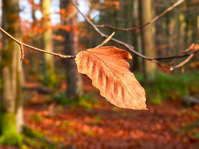 Toamna, Natură, Frunze De Fag, Macro
