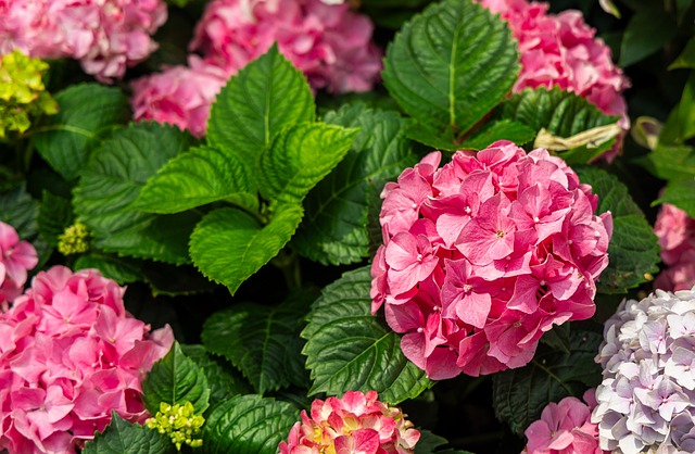 Hortênsia, Bloom, Florescer, Flora