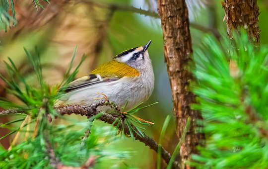 Free Winter Chickens Bird photo and picture