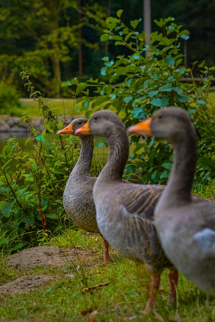 Free Ducks Nature photo and picture