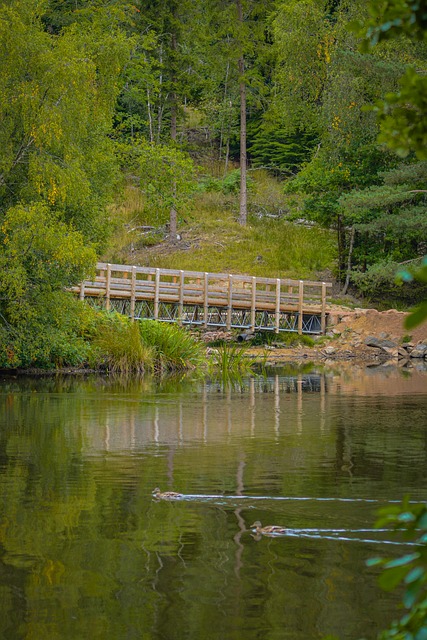 Free Woods Nature photo and picture