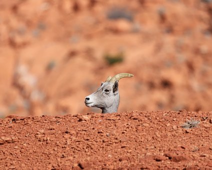 Free Big Horn Sheep Valley Of Fire photo and picture