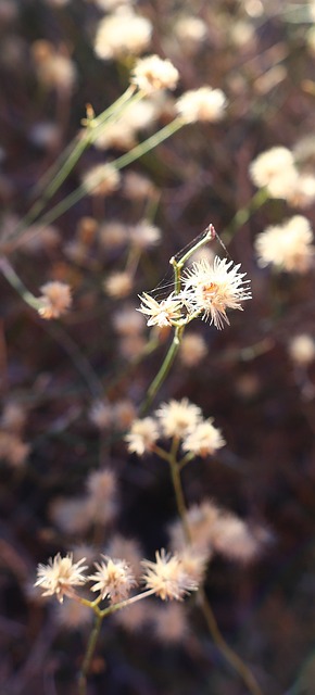 Free Flower Valley Of Fire photo and picture