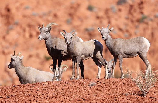 Free Valley Of Fire Big Horn Sheep photo and picture