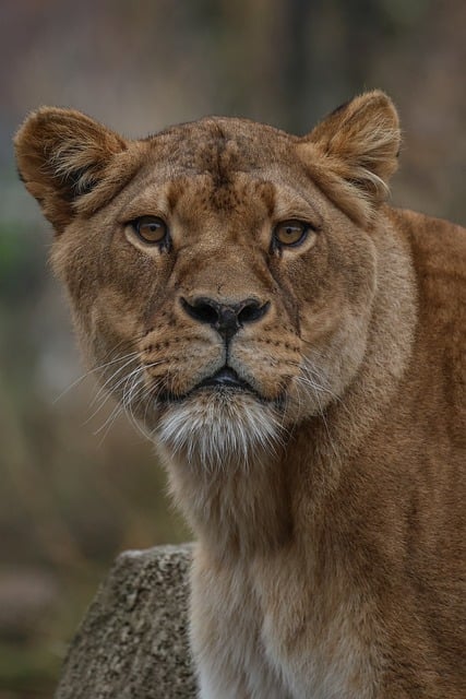 Free Lion Nature photo and picture
