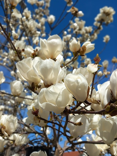 Free Magnolia White Flowers photo and picture
