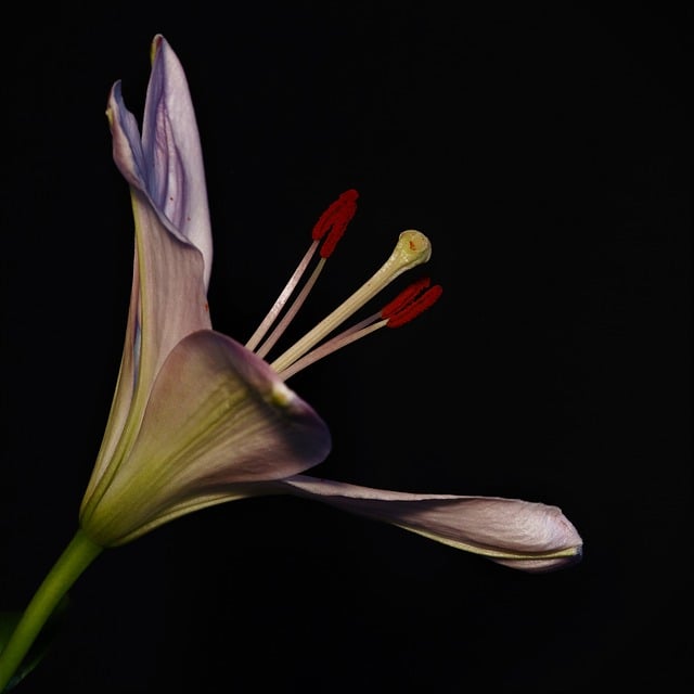 Lírio, Flor, Bloom