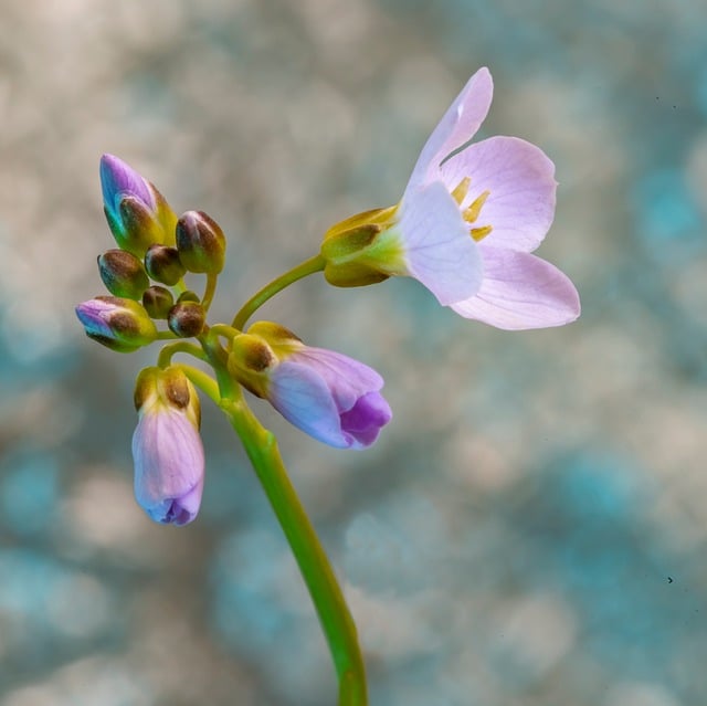 Flor, Bloom, Planta, Natureza, Primavera
