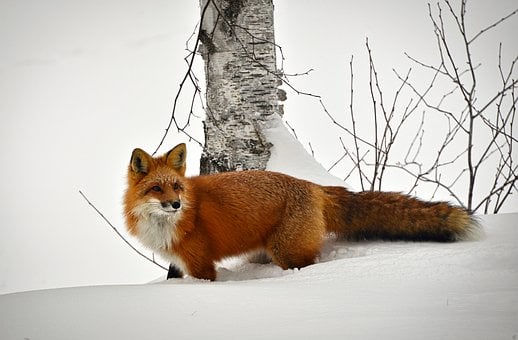 Free Fox Animal photo and picture