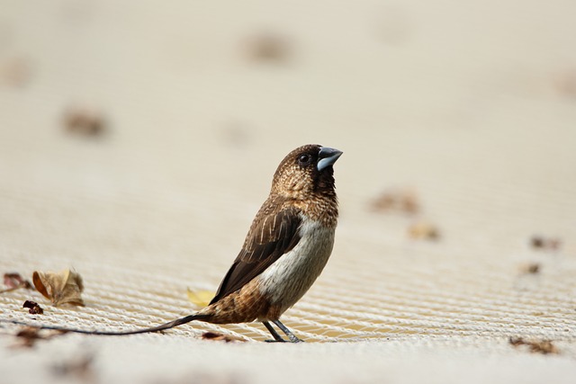 Natural, Ave, Observação De Pássaros