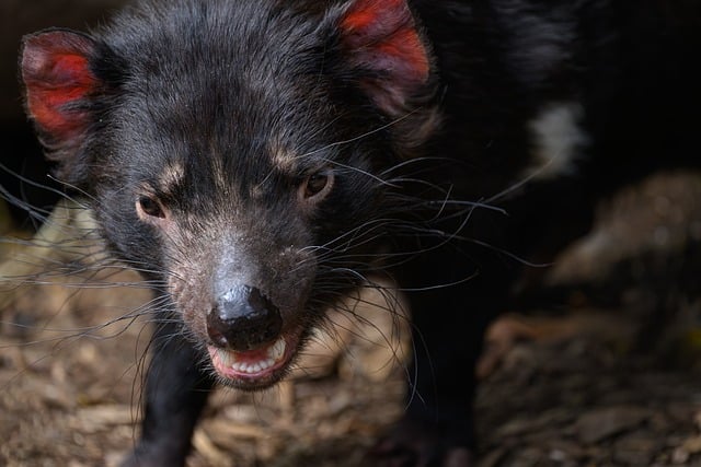 Free Tasmanian Devil Tassie Devil photo and picture