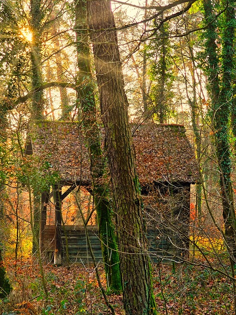 Pădure, Colibă, Natură, Toamna, Refugiu