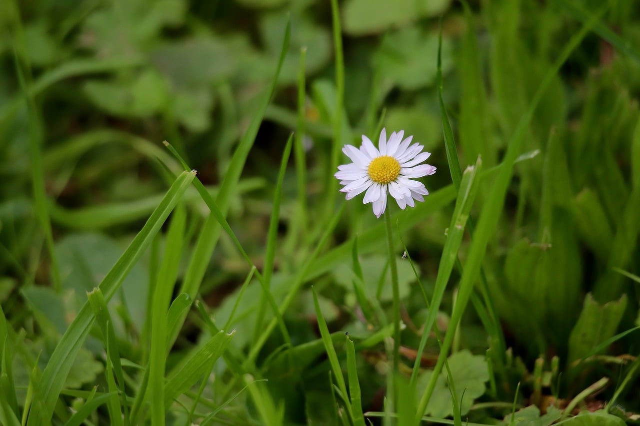 Daisy - free online jigsaw puzzle photo
