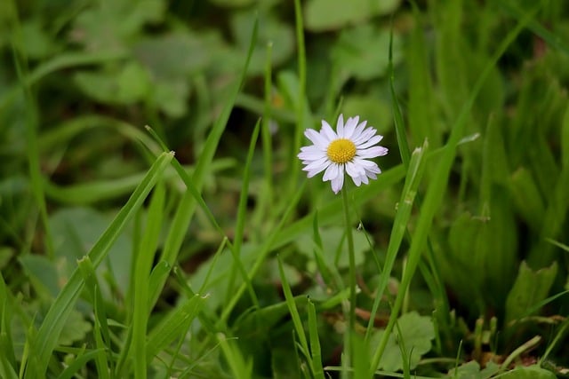 daisy, white flower, meadow, nature, wildflowers, botany, outdoor, idyll