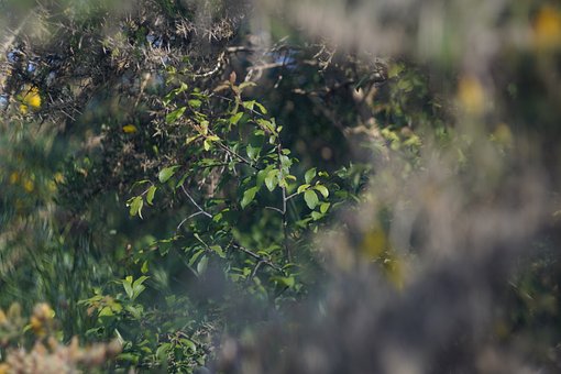 Free Bush Nature photo and picture