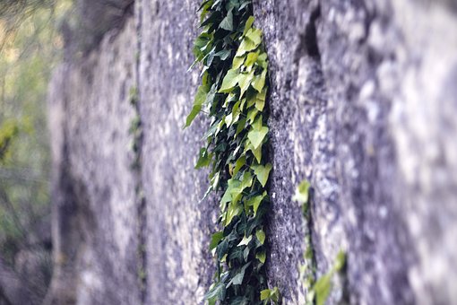 Free Wall Texture photo and picture