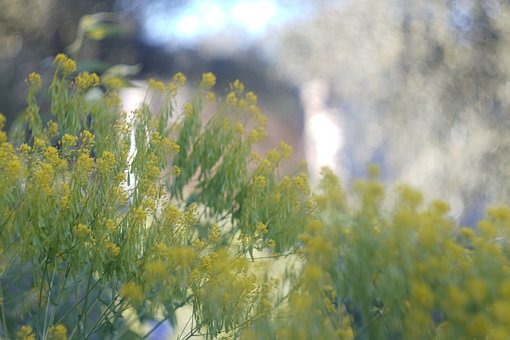 Free Yellow Nature photo and picture