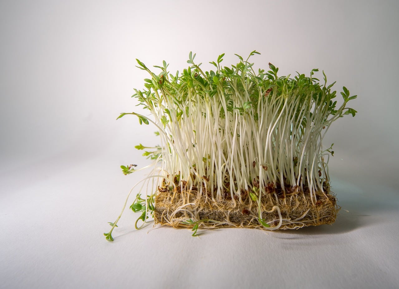 Pea shoots microgreens in a tray