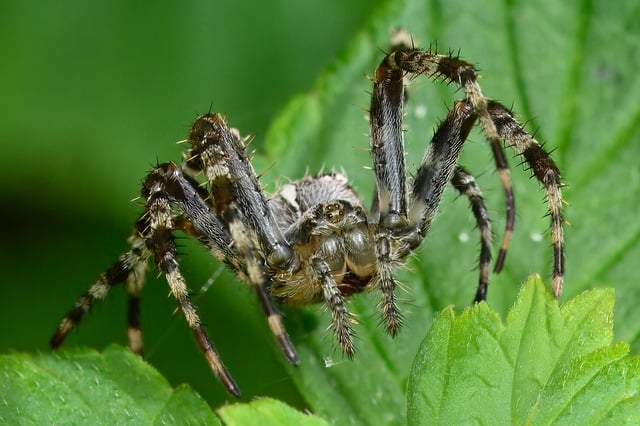 Free Spider Arachnid photo and picture
