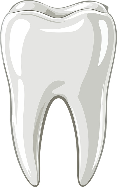 Free tooth dental dentist vector