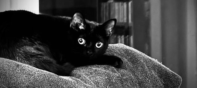 Free Cat Black Cat photo and picture