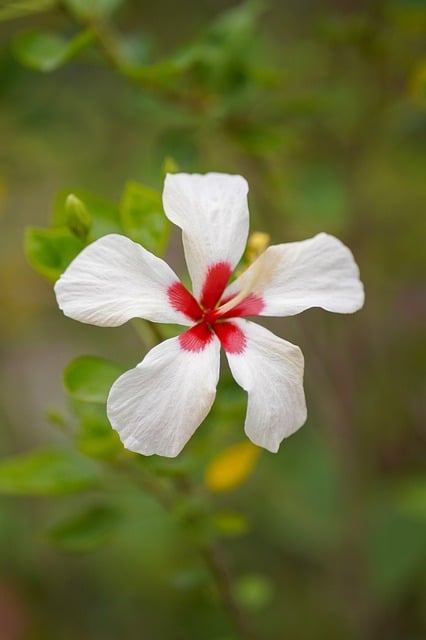 Hibiskus, Natur, Blume, Weiß, Blüte