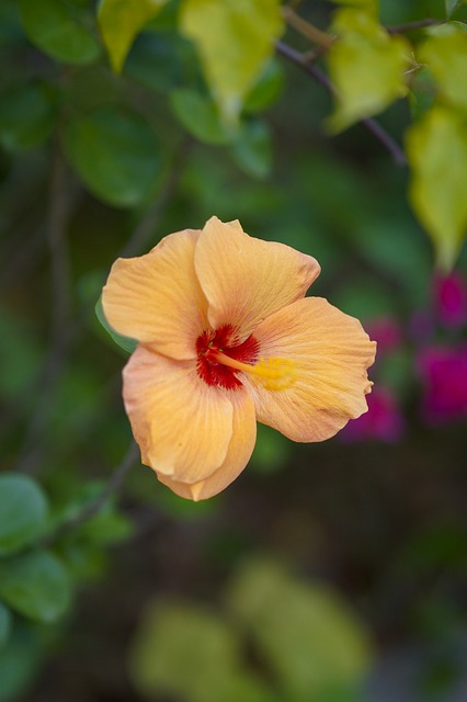 Hibicus, Natur, Garten, Blüte, Farbe