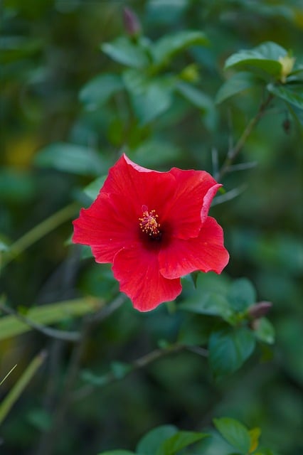 Hibicus, Natur, Garten, Pflanze, Blüte