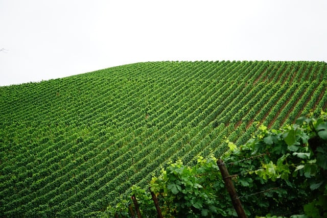 vineyard, grapes, symmetry, vine, viticulture, rows, field, agriculture, harvest, nature, countryside, farming, vine rows, wine cultivation, cultivation, fresh, ecology, greenery, crops, hills