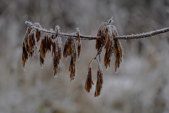 Free Ash Seeds photo and picture