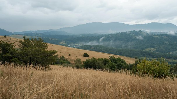 Natur, Landschaft, Wald, Fotograf