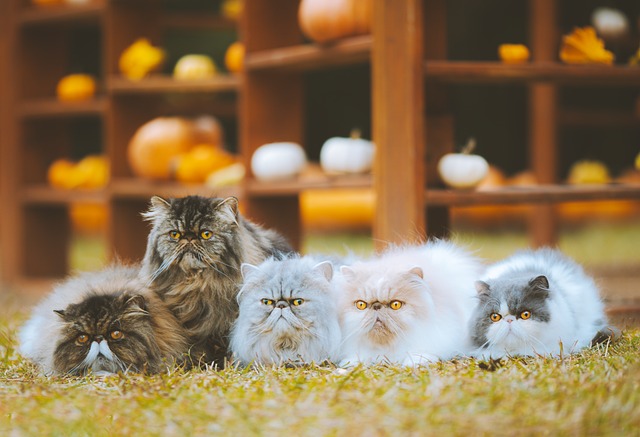 แมว, แมวเปอร์เซีย, แมวขนปุย