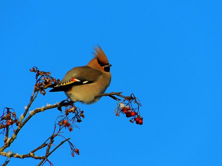 Free Waxwing Bird photo and picture
