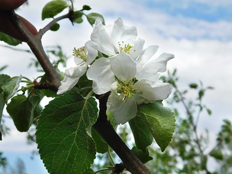 Free Apple Tree Apple Tree Blossoms photo and picture