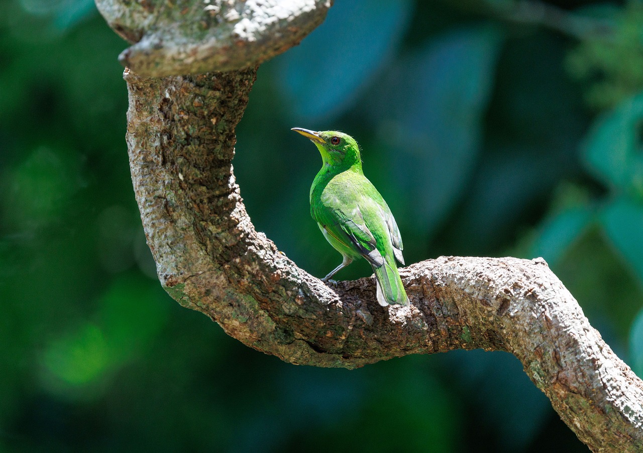 Bird - free online jigsaw puzzle photo
