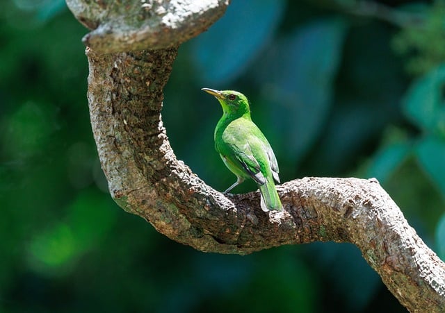 Bird, nature, animal and wildlife — photo by Veronika_Andrews