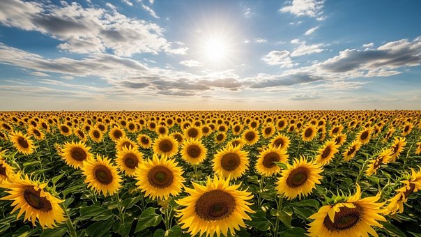 Free Sunflower Sunflower Field illustration and picture