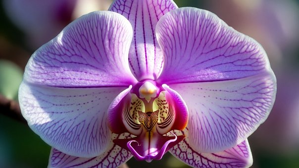 Free Orchid Exotic Orchid illustration and picture