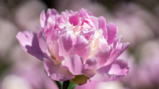 Free Peony Pastel Peony illustration and picture