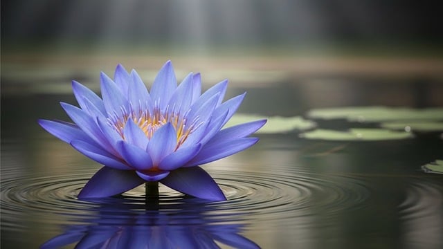 Download free HD stock image of Blue Lotus Lotus Flower Free blue lotus lotus flower water lotus illustration
