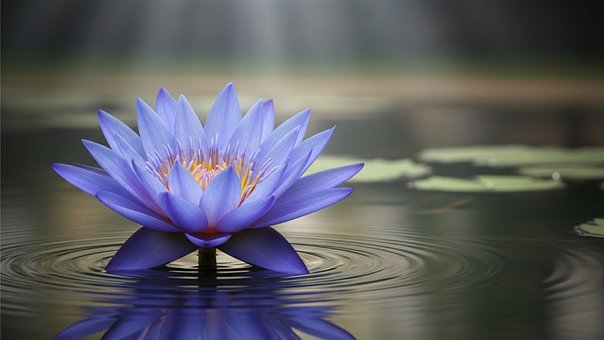 Free Blue Lotus Lotus Flower illustration and picture
